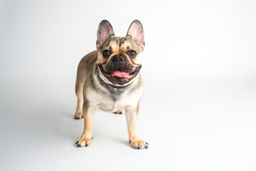 French bulldog fawn color on a white background
