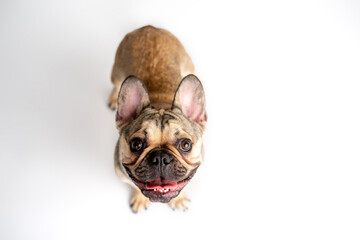 French bulldog fawn color on a white background

