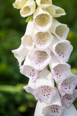 White Bell Flowers © Rebecca