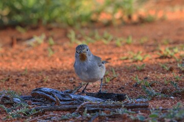 The Redthroat (Pyrrholaemus brunneus) is a small shy greyish-brown Australian endemic bird with a distinctive red throat patch.