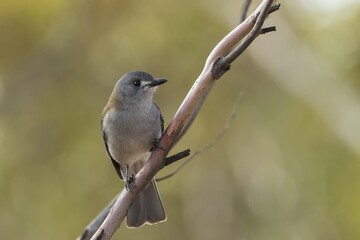 An Australian songbird known as the Grey Shrikethrush (Colluricincla harmonica) perched on a branch.