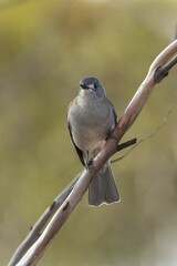 An Australian songbird known as the Grey Shrikethrush (Colluricincla harmonica) perched on a branch.