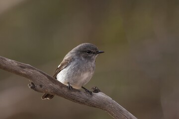 A female Hooded Robin (Melanodryas cucullata) perched on a branch. A medium-large brown-grey bird with a dark brown wing and a white stripe.