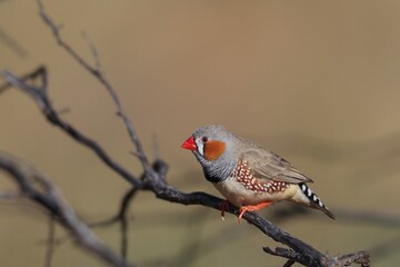 Male Zebra Finch (Taeniopygia guttata) has colorful plumage consisting of white, black, gray, orange and brown colors with red eyes and an orange bill.