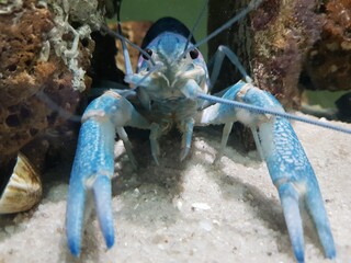 Azul crustáceo