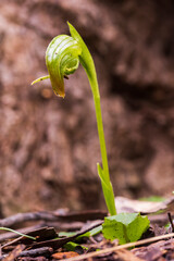 The Nodding Greenhood (Pterostylis nutans) is endemic to eastern Australia. Nodding greenhoods have...
