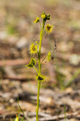 Tall Sundew (Drosera peltata). An Australian native carnivorous plant where the leaves have sticky insect catching hairs.