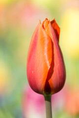 Red Tulip Head