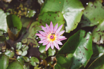 Pink lotus in bloom
