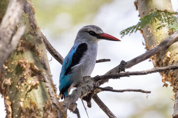 Obraz premium Ein freigestellter Senegalliest auf einem Ast in der Seitenansicht