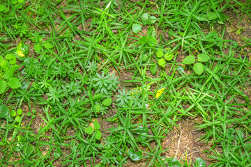 Shoots of green grass in the forest on the ground