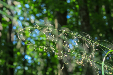 Shoot of green grass with a flower on a background of trees