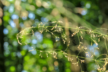 Shoot of green grass with a flower on a background of trees