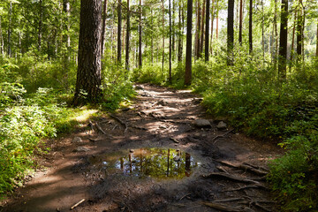 Obraz premium A picturesque forest after the rain. The roots of trees that protrude above the surface of the earth. The trees are reflected in the puddle. A forest path on a summer day.