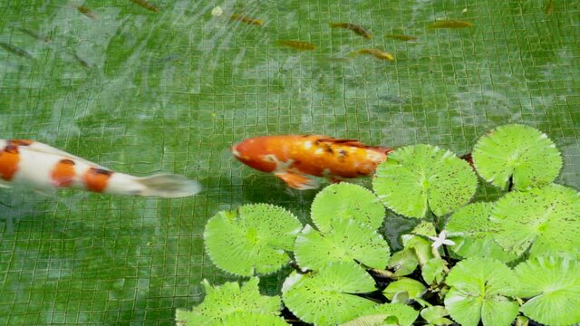 Orange and White Koi Carp fish swimming in a green tiled pond with lily pads coming up for air