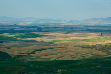 Fototapeta premium Palouse, Wheat fields , WA