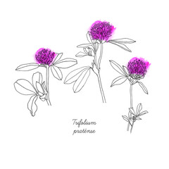 The Red clover. Botanical sketch. Hand drawn vector Illustration.	 - 454858528