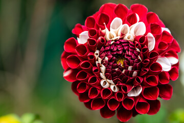 Dahlia rouge et blanc