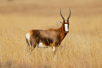 A blesbok antelope (Damaliscus pygargus) standing in grassland, Mountain Zebra National Park, South Africa.