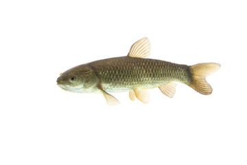 Grass Carp fish on white background