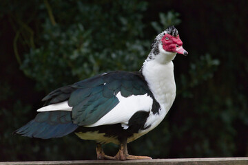 Fototapeta premium Muscovy duck 