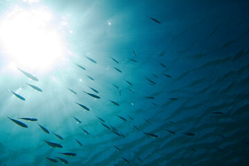 Little Fish In The Ocean