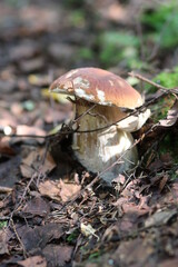 Close-up shot of a mushroom in the forest