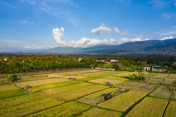 Aerial drone landscape of rice paddy fields in Lovina located on the northern side of the island of Bali in Indonesia