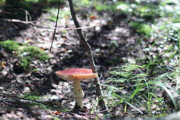 Close-up shot of a mushroom in the forest