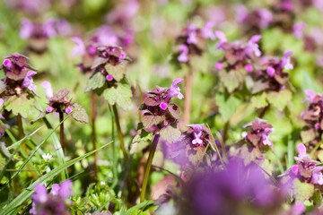 nettle blooming in the spring season