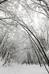 winter forest with trees covered with white snow