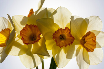 yellow daffodil in the spring season