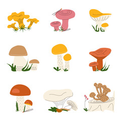 A set of different edible wild mushrooms in doodle style on a white background