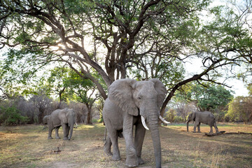 African Elephants, in the South Luangwa National Park, Zambia.