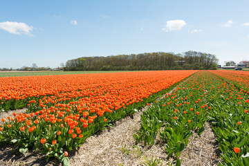 Rows Of Orange Tulips