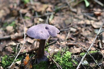 Close-up shot of a mushroom in the forest