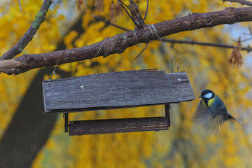 The tit flies up to the birdhouse