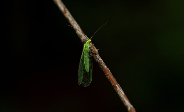 A neuroptera sits on a thin branch of a tree in the forest.Macro photography