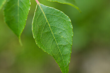 A close up of the traditional curry leaf often used in Asian cookings