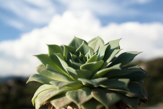 Echeveria Secunda