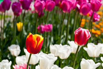 garden with tulips in the summer season