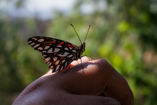 pasionaria mexicana (Dione moneta) - mariposa dione moneta - mariposa posando sobre una mano - mariposa alas cerradas