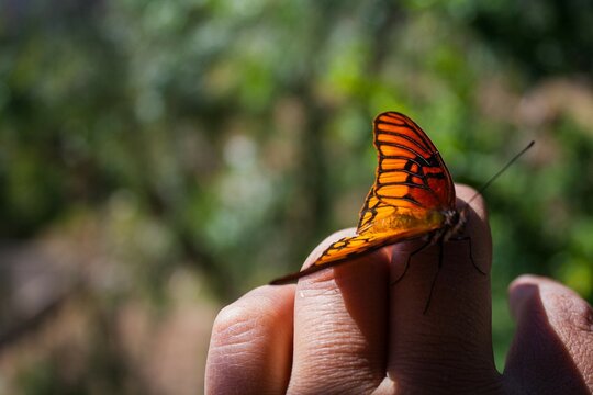 pasionaria mexicana (Dione moneta) - mariposa dione moneta - mariposa posando sobre una mano - mariposa alas abiertas