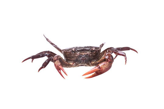 Rice field crabs or sayarmia freshwater isolated on white background , clipping path