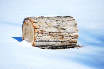 Winter snow on cut logs outdoors.