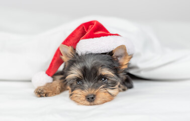 Tiny Yorkshire terrier puppy wearing red santa hat lying on a bed under white blanket at home