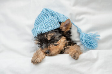 Cute Yorkshire terrier puppy wearing warm blue hat sleeps on his back on a bed under white warm...