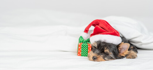 Fototapeta na wymiar Cute Yorkshire terrier puppy wearing red santa hat lying on a bed under white blanket at home. Empty space for text