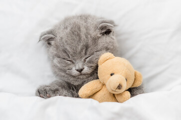 Cute tiny kitten sleeps with toy bear under blanket on a bed at home. Top down view