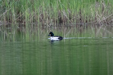 Male common goldeneye swimming in Swedish lake.